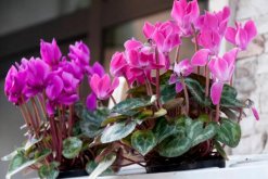 仙客來花期養(yǎng)護(hù)及花后管理，最重要的5個(gè)步驟