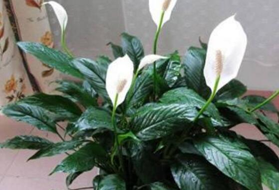 一帆風(fēng)順花的擺放禁忌，忌光線太強(qiáng)與溫度極低處