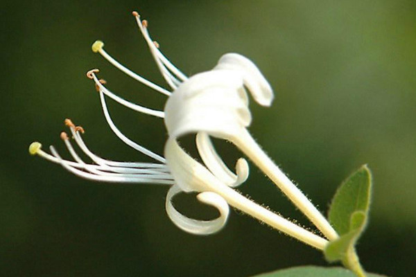 金銀花盆栽冬天怎么養(yǎng)