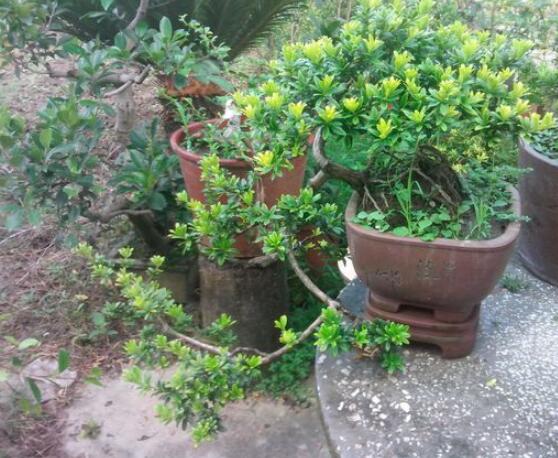 什么品種羅漢松最貴，珍珠羅漢松當之無愧(售價高達上百萬)