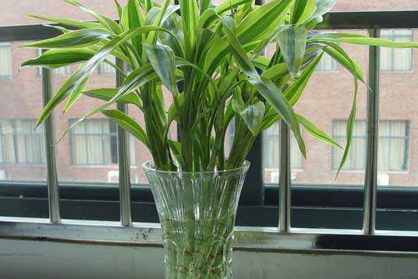 富貴竹斷了還能活嗎，精心養(yǎng)護(hù)有九成幾率存活