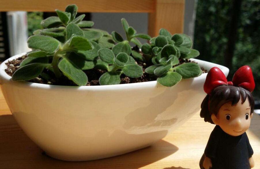 碰碰香花有毒嗎，不光沒(méi)毒并且還有很大的作用