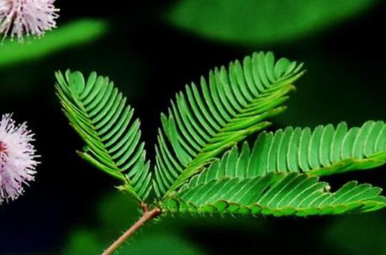 含羞草有什么功能，趣味性十足、預(yù)測天氣、凈化空氣