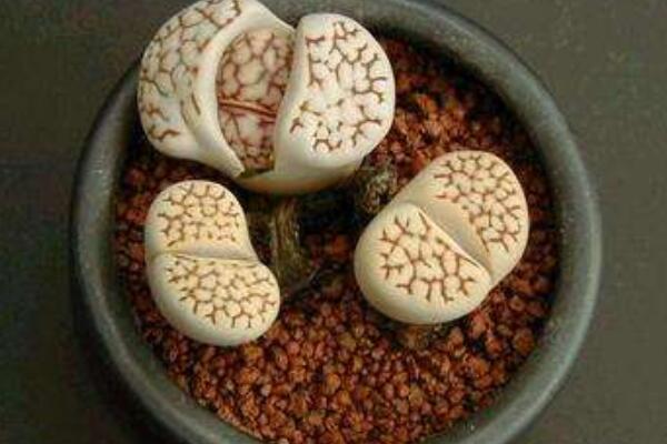 生石花播種出苗后養(yǎng)護