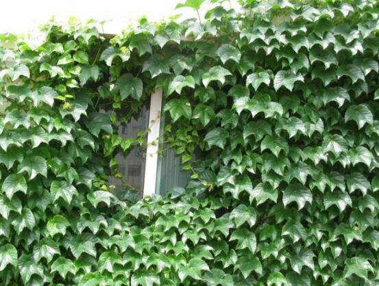 常春藤葉子干枯怎么辦，做好這五點即可恢復生機