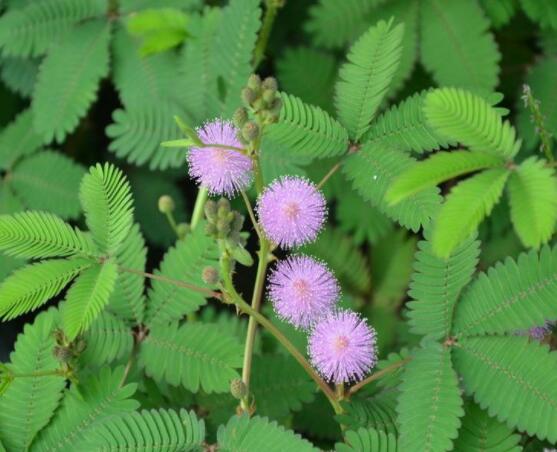 種含羞草會(huì)掉頭發(fā)嗎，會(huì)掉/家有孕婦和小孩忌養(yǎng)殖