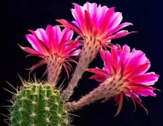 仙人掌幾年開花一次，短則3-5年開花/長則十幾年