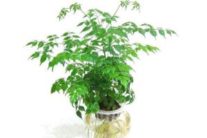 平安樹泡水里能長(zhǎng)根嗎，平安樹水培方法