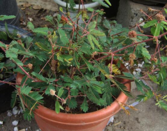 含羞草怎么養(yǎng)殖，老農總結最實用五個養(yǎng)殖要點