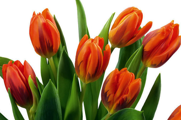 郁金香沒有土怎么養(yǎng)活