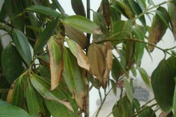 平安樹葉尖發(fā)黑怎么辦，找到原因及時處理