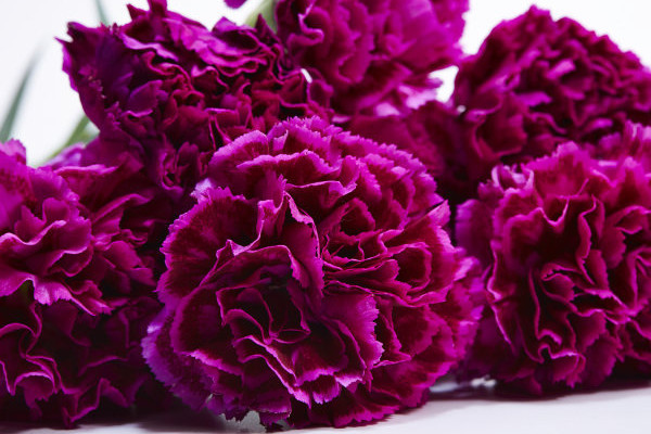 康乃馨從播種到開(kāi)花需要多久