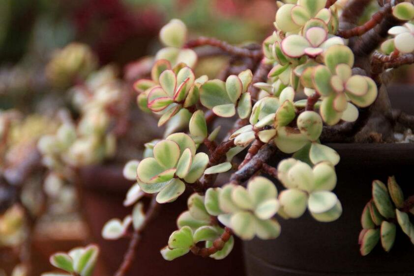 雅樂之舞的寓意，翩翩起舞的優(yōu)美姿態(tài)