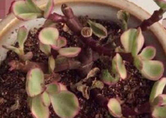 雅樂之舞的扦插技巧，老農(nóng)總結(jié)六個最簡易基本步驟