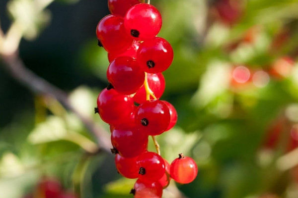 鴻運(yùn)當(dāng)頭花怎么移栽