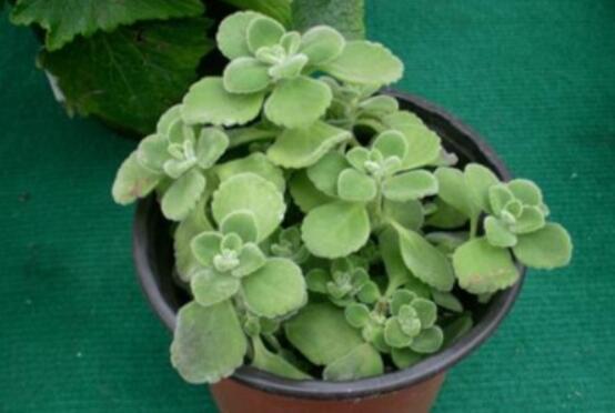 驅蚊草碰碰香有毒嗎，無毒/凈化空氣、醒腦提神