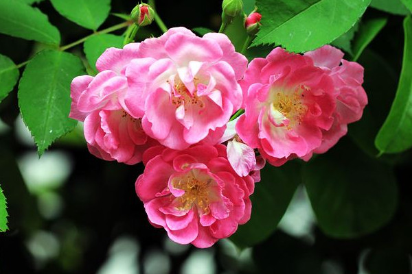 紅木香什么時(shí)候開(kāi)花