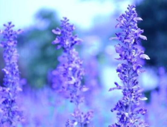 薰衣草花語(yǔ)和寓意，愛(ài)情的等待、堅(jiān)定永恒的真愛(ài)