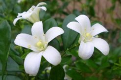 九里香盆栽怎么養(yǎng)，必須要掌握的5大要點