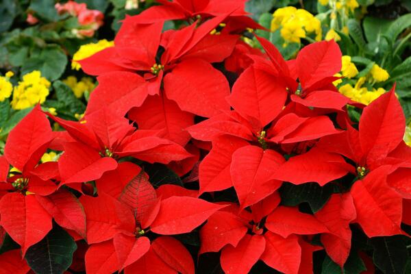 一品紅到底有沒(méi)有毒，是否有毒還沒(méi)有切確的結(jié)論