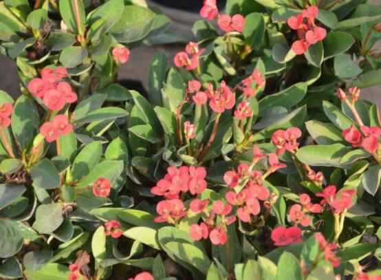 虎刺梅的養(yǎng)殖方法，老農總結六大最實用基本養(yǎng)殖技巧