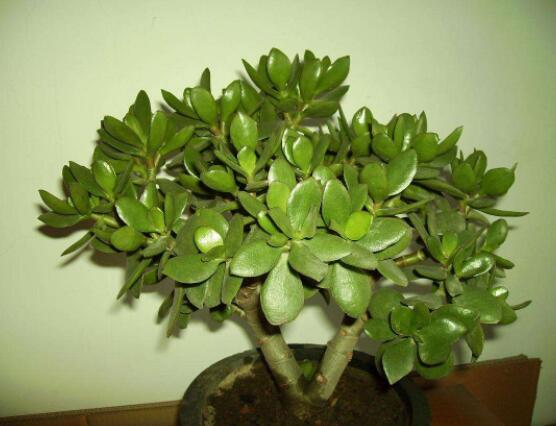 怎么讓玉樹(shù)開(kāi)花，做好這六個(gè)要點(diǎn)便可花開(kāi)爆盆