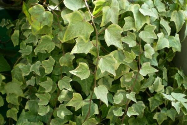 常春藤哪個(gè)品種最好，中華常春藤最為常見(jiàn)