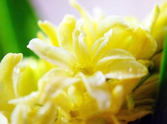 風(fēng)信子象征著什么意思，重生的愛/不同花色不同象征意義