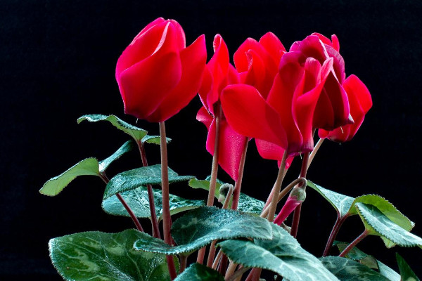 仙客來的種子如何采摘，在五月份成熟時收獲