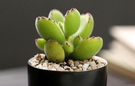 熊童子扦插技巧，五個(gè)簡(jiǎn)單小步驟一學(xué)就會(huì)