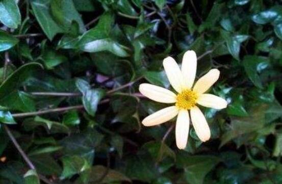 常春藤開花嗎，花期從秋季一直到春季