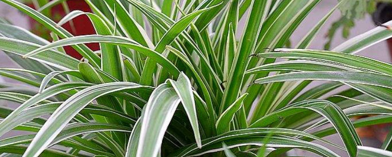 金邊吊蘭夏天怎么養(yǎng)