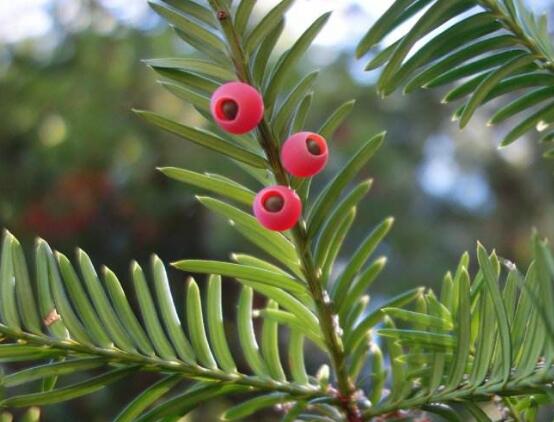 紅豆杉怎么施肥，遠離根部施薄肥