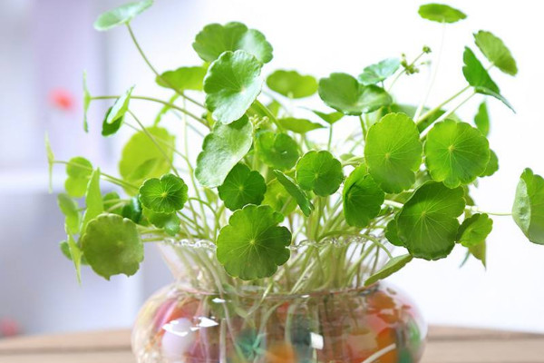 水培銅錢草的養(yǎng)殖方法和注意事項(xiàng)，確保水質(zhì)干凈清潔