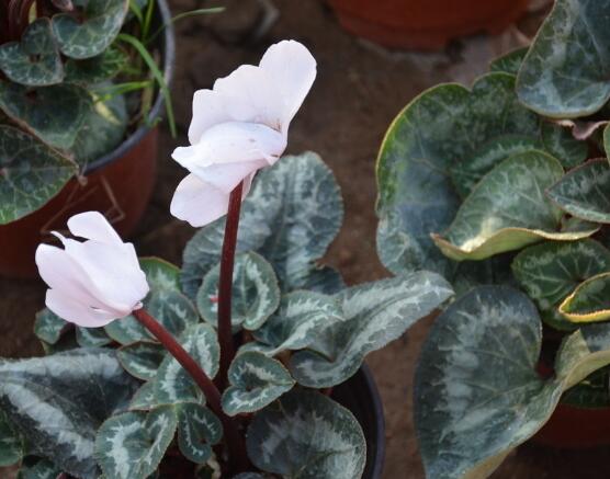 仙客來突然蔫了怎么辦，主要就是光照和澆水不當(dāng)導(dǎo)致