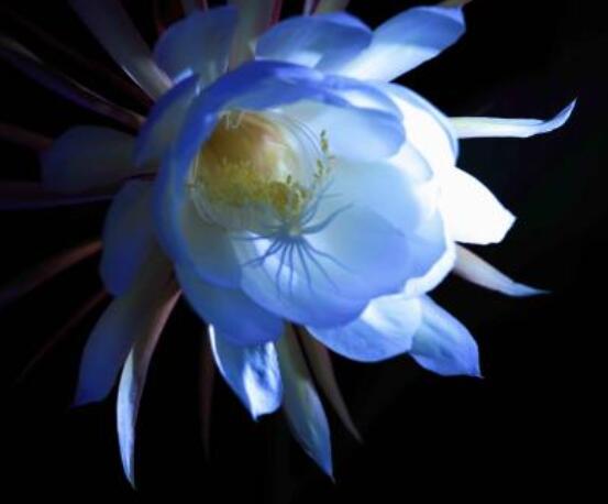 曇花的病蟲害及其防治，詳解四種病蟲害防治大全