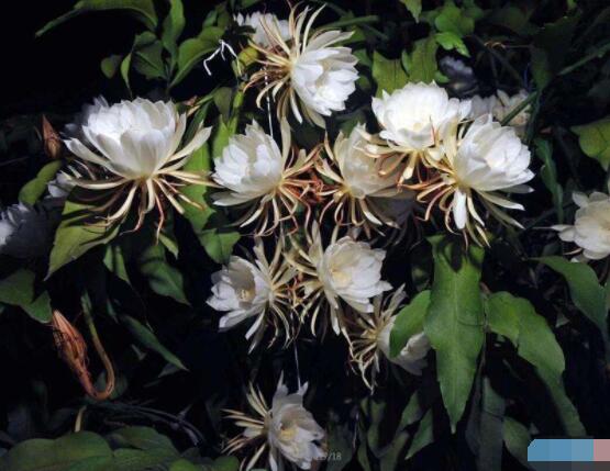 曇花扦插方法圖解，擇兩年生20-30厘米插蕙、扦插土壤深度1/3