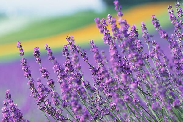 哪個(gè)品種的薰衣草最好，推薦以下幾種薰衣草
