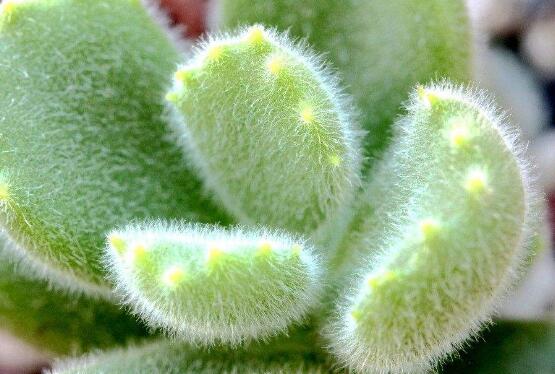 熊童子徒長怎么辦，做好四個(gè)要點(diǎn)生長健壯飽滿