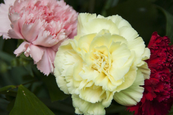 康乃馨長(zhǎng)得很細(xì)怎么辦