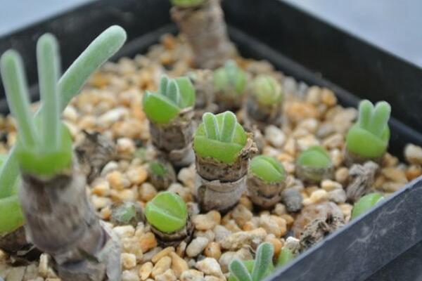 碧光環(huán)花語是什么，碧光環(huán)—可愛的精靈