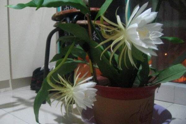 曇花每年要翻盆嗎，建議在每年的春季更換土壤