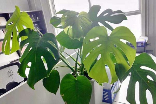 龜背竹的繁殖方法圖解，扦插、分株、播種三種方法