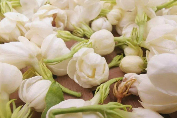 茉莉花花朵發(fā)黃