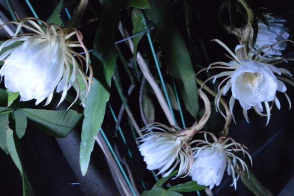 曇花花后如何處理，及時(shí)進(jìn)行修剪并補(bǔ)充養(yǎng)分