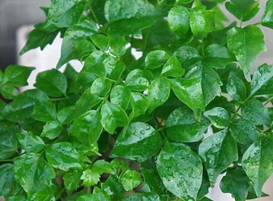 幸福樹擺放禁忌，盤點幸福樹五大擺放禁忌