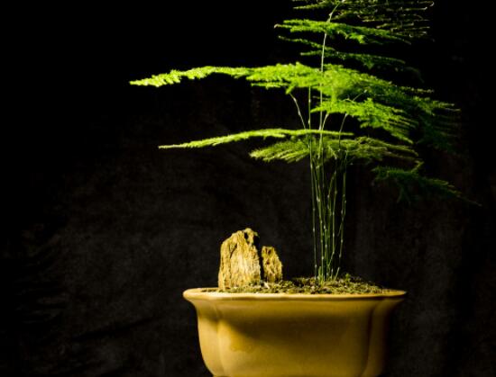 文竹肥料有哪些，餅肥、無(wú)機(jī)復(fù)合肥、液肥為主(枝繁葉茂)