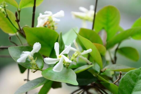 茉莉夏季怎么養(yǎng)護(hù)