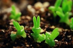 碧光環(huán)種子的種植方法，可以通過以下4步來進(jìn)行