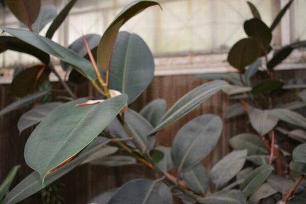 家里養(yǎng)橡皮樹有什么好處，從觀賞、凈化、風(fēng)水三個方面來看